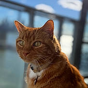 Bailey joined the competition — help win amazing prizes! cat, ginger_cat, pet, animal, feline, close_up, portrait, outdoor, sunlight, whiskers, ears, collar, domestic_cat, fur, face, eyes, nature, blurred_background, sky, clouds