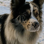 Teddy participe au concours pour gagner de l'argent avec cette photo : dog, snow, outdoor, animal, fur, winter, nature, closeup, portrait, pet, canine, ears, nose, whiskers, cold, frost, muzzle, background, daylight, watchful