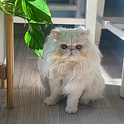 Kitty joined the competition — help win amazing prizes! animal, cat, chair, cute, domestic_cat, flooring, fluffy, furniture, green_leaves, home, indoor, persian_cat, pet, plant, shadow, small_pet, sunlight, whiskers, white_fur, wooden_floor