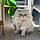 Kitty