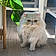 Kitty