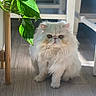 animal, cat, chair, cute, domestic_cat, flooring, fluffy, furniture, green_leaves, home, indoor, persian_cat, pet, plant, shadow, small_pet, sunlight, whiskers, white_fur, wooden_floor