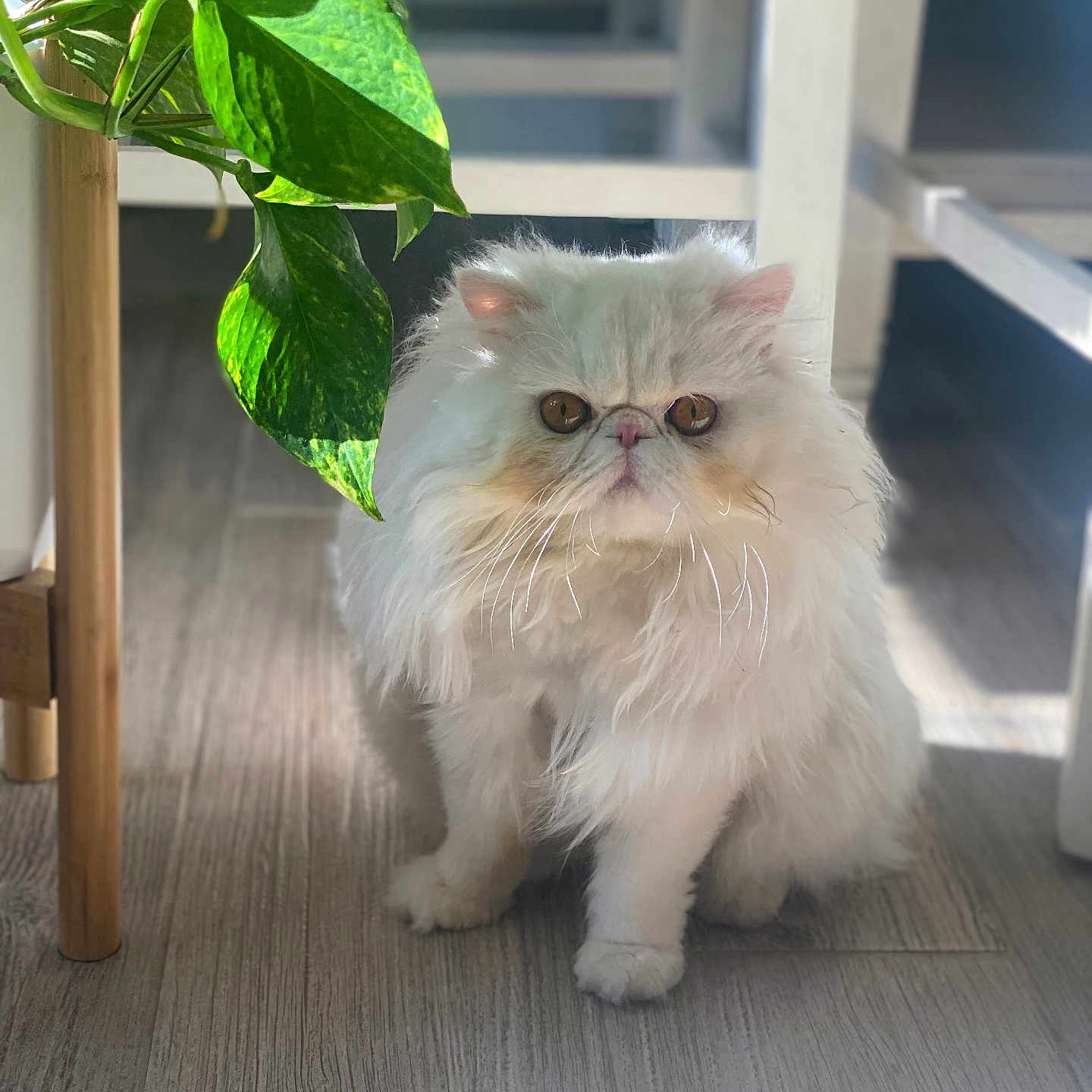 Kitty