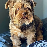 Toby is registered to the contest to win money with this photo: dog, pet, fluffy, brown_fur, leather_couch, indoor, portrait, small_dog, curious, tongue_out, scruffy, furry, cute, companion, domestic_animal, animal, relaxed, seated, soft_light, closeup