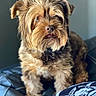 animal, brown_fur, closeup, companion, curious, cute, dog, domestic_animal, fluffy, furry, indoor, leather_couch, pet, portrait, relaxed, scruffy, seated, small_dog, soft_light, tongue_out
