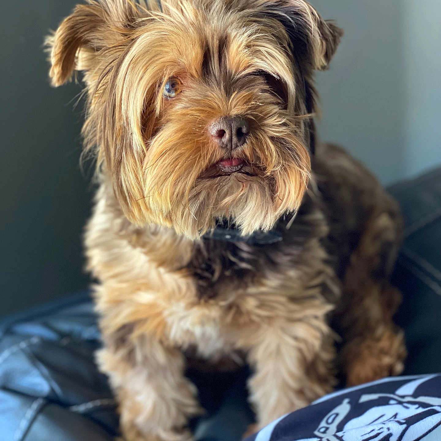 Toby