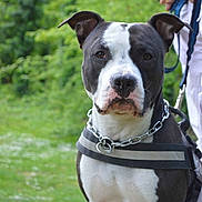 Balou participe au concours pour gagner de l'argent avec cette photo :