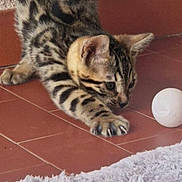 Ares a rejoint le concours — aidez-le/la à gagner de superbes lots ! kitten, cat, tabby, playing, claws, ball, floor, tile, stretching, fur, indoor, pet, animal, whiskers, ears, paws, curious, young, closeup, focused