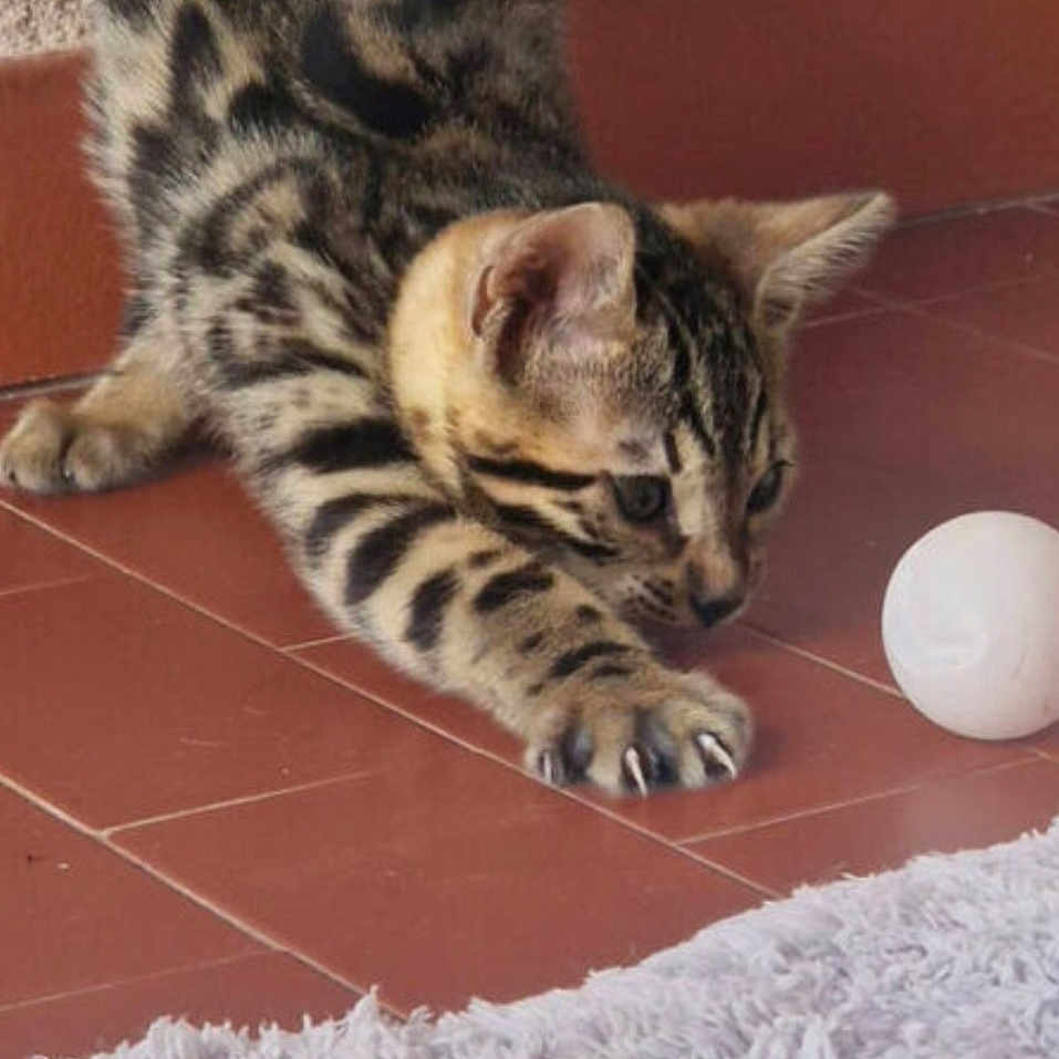 Ares a rejoint le concours — aidez-le/la à gagner de superbes lots ! animal, ball, cat, claws, closeup, curious, ears, floor, focused, fur, indoor, kitten, paws, pet, playing, stretching, tabby, tile, whiskers, young