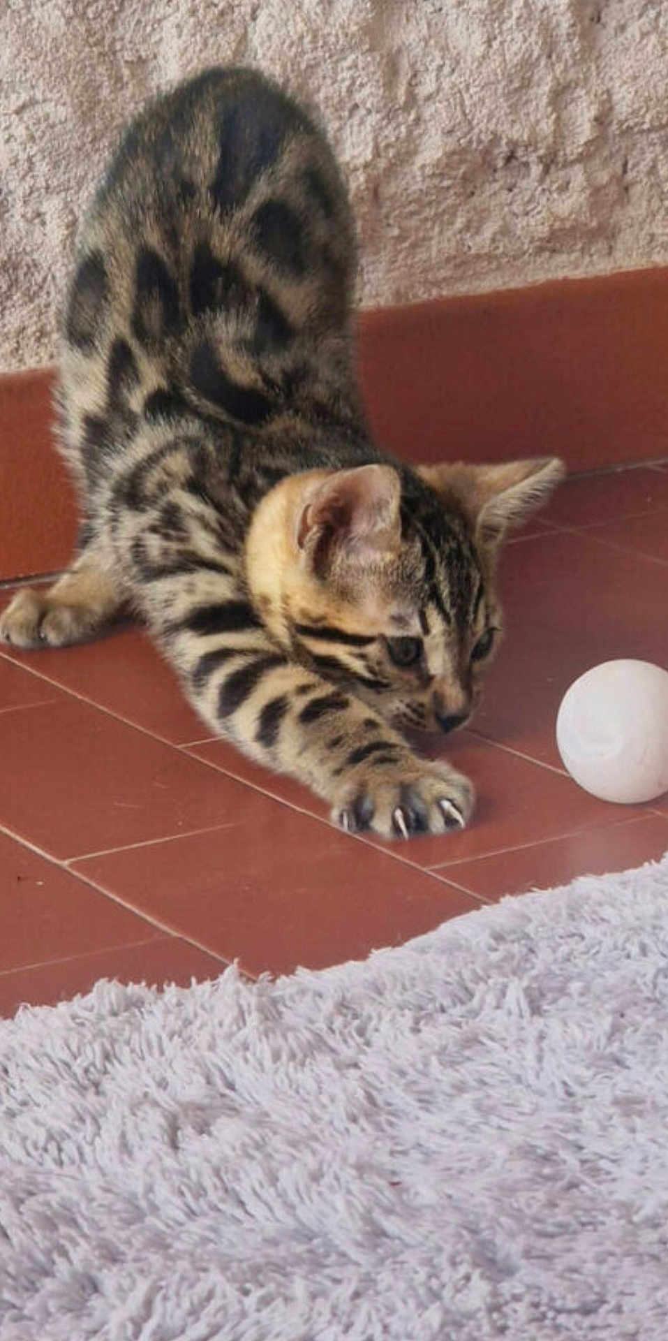 Ares a rejoint le concours — aidez-le/la à gagner de superbes lots ! kitten, cat, tabby, playing, claws, ball, floor, tile, stretching, fur, indoor, pet, animal, whiskers, ears, paws, curious, young, closeup, focused