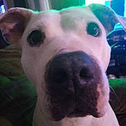 Luna is registered to the contest to win money with this photo: dog, close_up, indoor, pet, canine, face, ears, nose, curious, animal, friendly, house, domestic, portrait, expression, muzzle, looking, whiskers, furry, companion