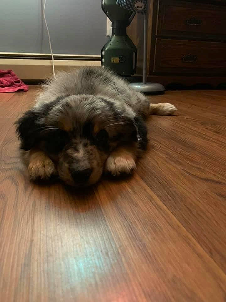 Lilo joined the competition — help win amazing prizes! cabinetry, carnivore, companion_dog, dog, dog_breed, drawer, fawn, felidae, floor, flooring, hardwood, liver, small_terrier, snout, terrier, toy_dog, varnish, wood, wood_stain, working_animal