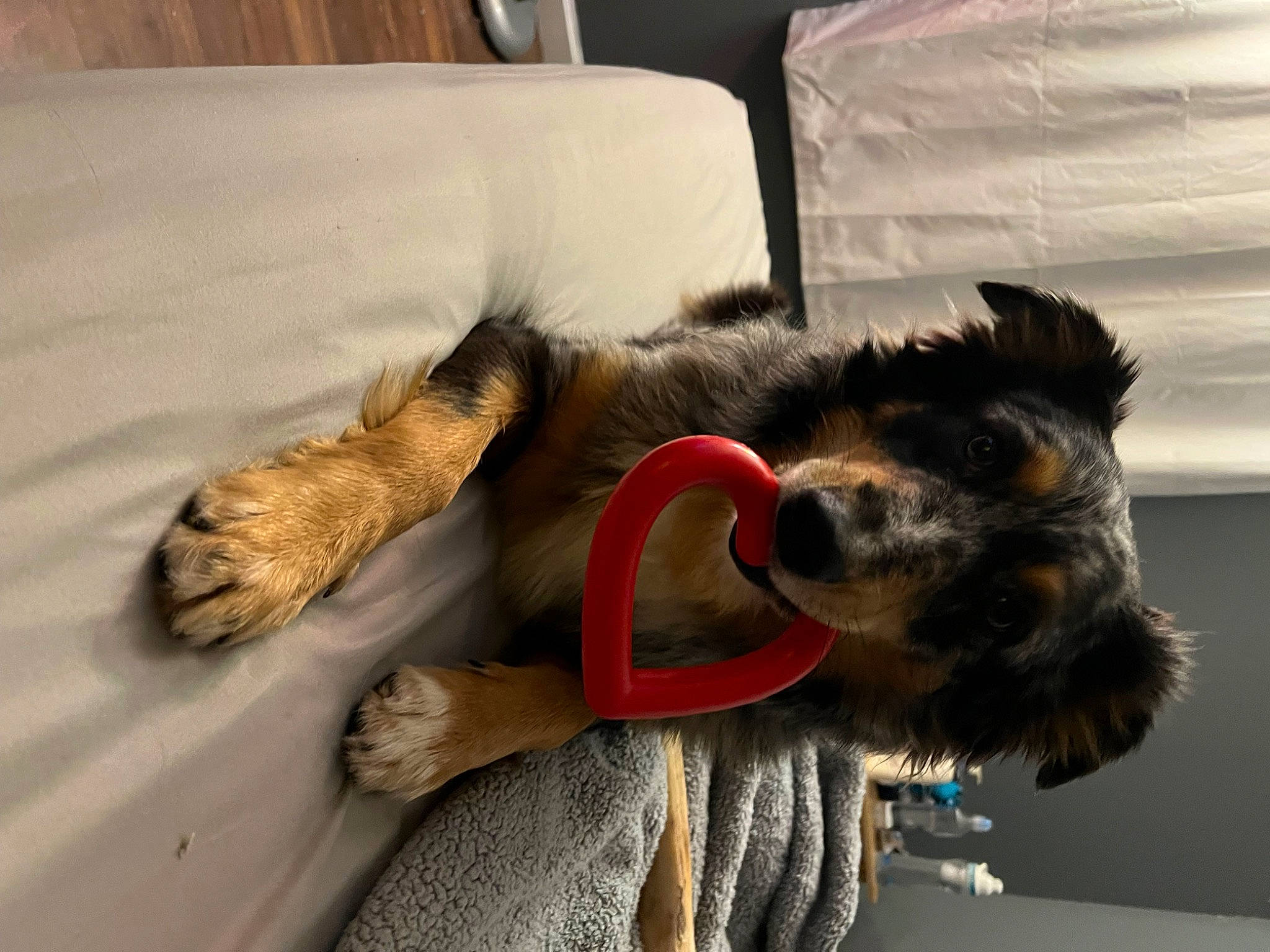 Lilo joined the competition — help win amazing prizes! canidae, carnivore, collar, comfort, companion_dog, couch, dog, dog_breed, felidae, fur, mammal, schnauzer, small_to_medium_sized_cats, snout, sporting_group, tail, toy, vertebrate, whiskers, working_animal