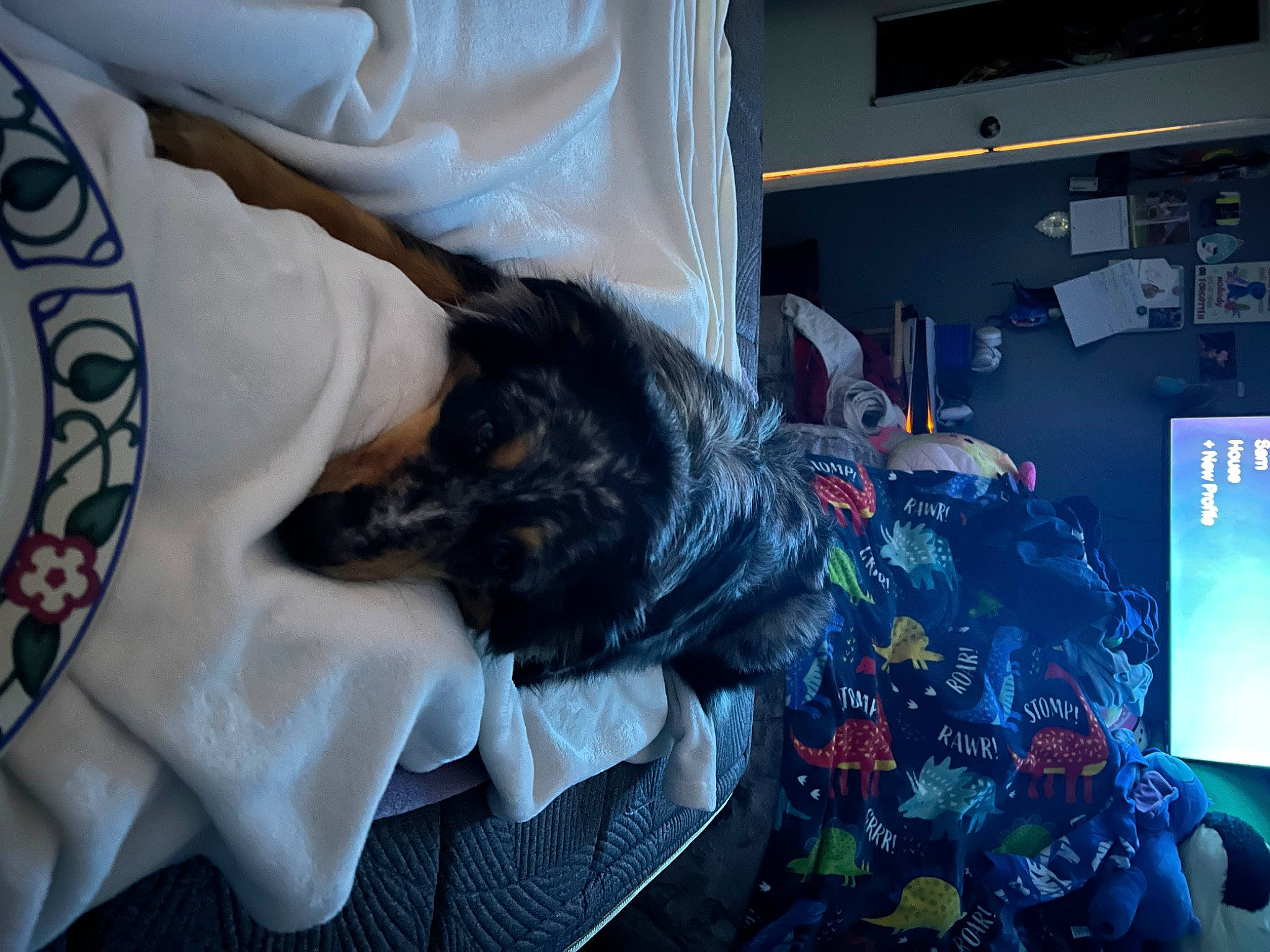 Lilo joined the competition — help win amazing prizes! bed, bed_sheet, bedding, bedroom, carnivore, comfort, companion_dog, computer_hardware, display_device, dog_breed, felidae, fur, linens, machine, nap, pattern, room, small_to_medium_sized_cats, toy_dog, whiskers