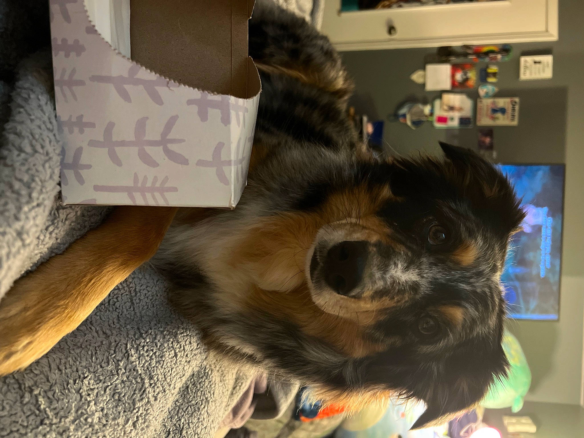 Lilo is registered to the contest to win money with this photo: canidae, carnivore, comfort, companion_dog, dog, dog_breed, ear, fur, giant_dog_breed, liver, paw, puppy, snout, sporting_group, toy_dog, whiskers, wood, working_animal, working_dog