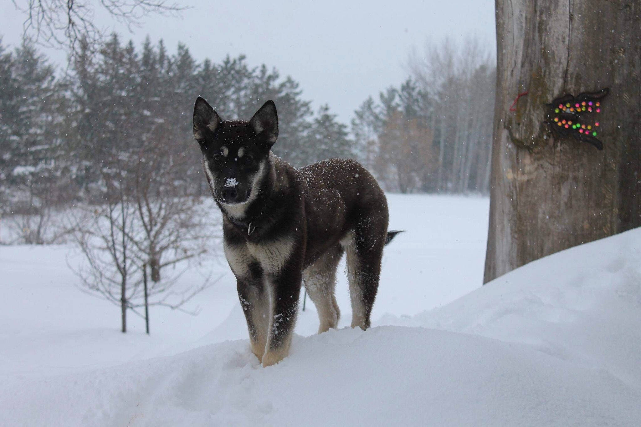 Dolly is registered to the contest to win money with this photo: canidae, canis, carnivore, dog, dog_breed, freezing, herding_dog, non_sporting_group, precipitation, sky, snout, snow, sporting_group, tail, tree, winter, working_animal, working_dog