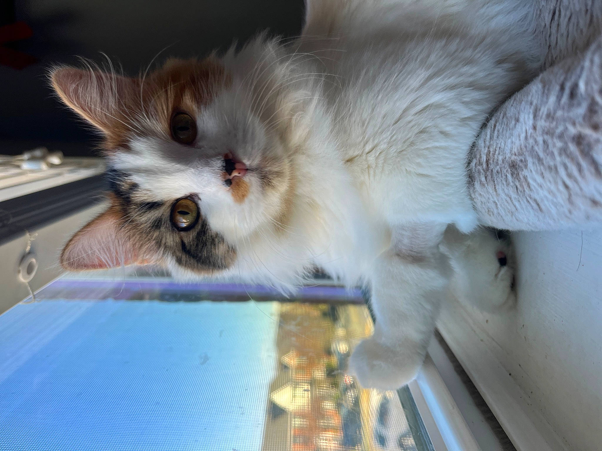 Miso is registered to the contest to win money with this photo: carnivore, cat, claw, fawn, felidae, fur, paw, small_to_medium_sized_cats, snout, whiskers, wood