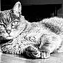 animal, black_and_white, calm, cat, close_up, domestic_cat, ears, eyes, feline, floor, fur, indoor, lying_down, mammal, pet, portrait, quiet, relaxed, sleepy, whiskers