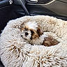 Lina Chanel is registered to the contest to win money with this photo: puppy, dog, pet_bed, fluffy, car_interior, cozy, small_dog, shaggy, cute, sleepy, animal, fur, car_seat, resting, brown_and_white, adorable, companion, domestic_animal, indoor, relaxing