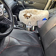 Lina Chanel joined the competition — help win amazing prizes! dog, puppy, car_interior, leather_seat, plush_bed, fluffy, small_dog, passenger_seat, cup_holder, drink_tumbler, car_door, car_steering_wheel, center_console, can, comfortable, pet_bed, vehicle, black_leather, cozy, road_trip