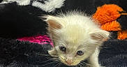 Biscuits Bartok joined the competition — help win amazing prizes! animal, blanket, closeup, colorful, cozy, curious, cute, domestic_cat, exploring, feline, fur, furry, indoor, kitten, pet, small, soft, whiskers, white_fur, young