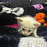 kitten, white_fur, small, curious, animal, pet, furry, whiskers, blanket, colorful, soft, cute, indoor, cozy, young, exploring, closeup, feline, domestic_cat, fur