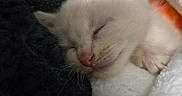 Biscuits Bartok is registered to the contest to win money with this photo: kitten, sleeping, white_cat, close_up, cozy, blanket, fur, pet, cute, animal, small, face, pink_nose, whiskers, resting, soft, indoors, young, peaceful, feline