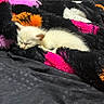 Biscuits Bartok is registered to the contest to win money with this photo: kitten, sleeping, white_cat, blanket, colorful_blanket, fluffy, cozy, pet, animal, indoor, resting, cute, small, fur, domestic_cat, comfort, soft, pink, orange, black