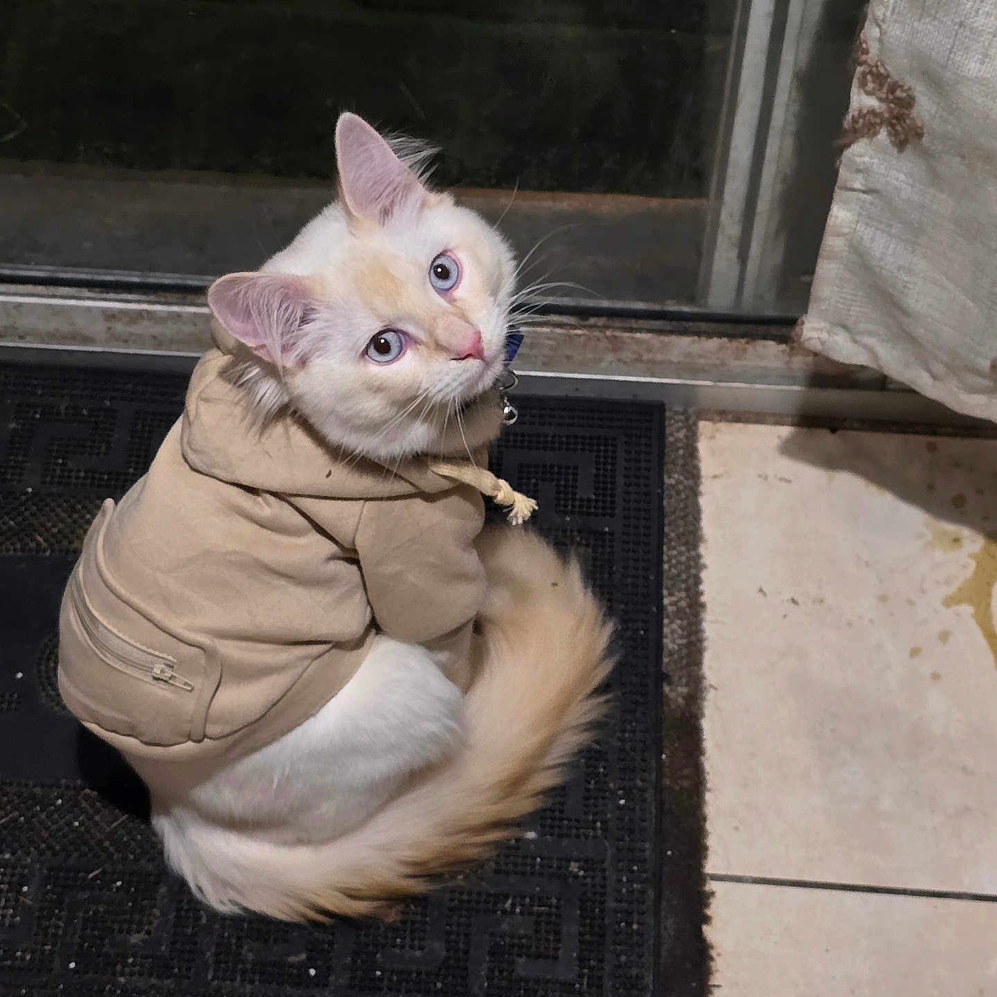 Biscuits Bartok joined the competition — help win amazing prizes! cat, blue_eyes, hoodie, pet_clothing, doormat, indoor, curious, fluffy, cream_colored, tail, looking_back, tile_floor, glass_door, feline, cute, domestic_cat, sitting, animal, pet, whiskers