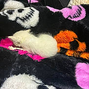 Biscuits Bartok joined the competition — help win amazing prizes! kitten, cat, sleeping, white_fur, fluffy, blanket, colorful, skull_pattern, orange, pink, black, cozy, soft_texture, cute, small, resting, animal, pet, indoors, furry