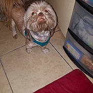 Osito Anthony joined the competition — help win amazing prizes! dog, small_dog, indoor, floor, tile, plastic_drawer, red_mat, curious_expression, pet, animal, fur, harness, brown_fur, white_fur, looking_up, scruffy, domestic, household, companion, cute