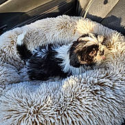 Nova Storm is registered to the contest to win money with this photo: puppy, dog, pet_bed, fluffy, black_and_white, tongue_out, cozy, sunlight, indoor, soft_texture, shaggy, cute, small_dog, resting, close_up, adorable, animal, companion, comfort, relaxed