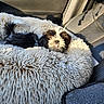 puppy, dog, pet_bed, car_seat, black_and_white, fluffy, tongue_out, sunlight, cute, small_dog, fur, animal, indoors, resting, cozy, seatbelt, texture, adorable, companion, relaxing