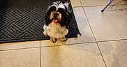 Nova Storm is registered to the contest to win money with this photo: animal, black_and_white, chair_leg, companion, cute, dog, door, fluffy, fur, happy, home, indoor, paw, pet, rug, sitting, small_dog, tile_floor, tongue_out, waiting