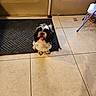 dog, black_and_white, fluffy, tongue_out, sitting, rug, door, tile_floor, indoor, pet, animal, small_dog, happy, fur, paw, chair_leg, home, waiting, cute, companion