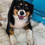 Nala Bear joined the competition — help win amazing prizes! dog, happy, smiling, fur, blanket, cozy, pet, animal, cute, black, brown, white, tricolor, indoor, portrait, lying_down, friendly, canine, closeup, blue_background