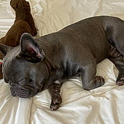 Milo is registered to the contest to win money with this photo: dog, french_bulldog, puppy, sleeping, bed, white_bedspread, stuffed_animal, brown_toy, pet, animal, cozy, cute, resting, indoors, paw, ears, snout, fur, relaxation, companion