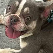 Honey joined the competition — help win amazing prizes! animal, canine, carpet, closeup, collar, cute, dog, domestic_animal, ears, friendly, fur, happy, indoor, laying, mammal, pet, playful, resting, smiling, tongue