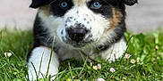 Aiko participe au concours pour gagner de l'argent avec cette photo : puppy, dog, grass, blue_eyes, flowers, outdoor, close_up, cute, pet, animal, nature, young_dog, black_and_white, brown_spots, fur, snout, ears, greenery, spring, adorable