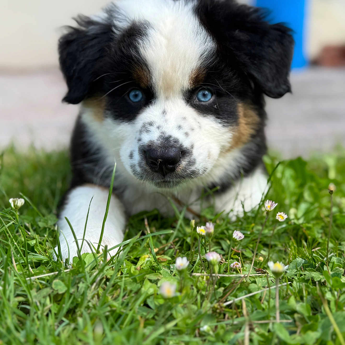 Aiko participe au concours pour gagner de l'argent avec cette photo : adorable, animal, black_and_white, blue_eyes, brown_spots, close_up, cute, dog, ears, flowers, fur, grass, greenery, nature, outdoor, pet, puppy, snout, spring, young_dog