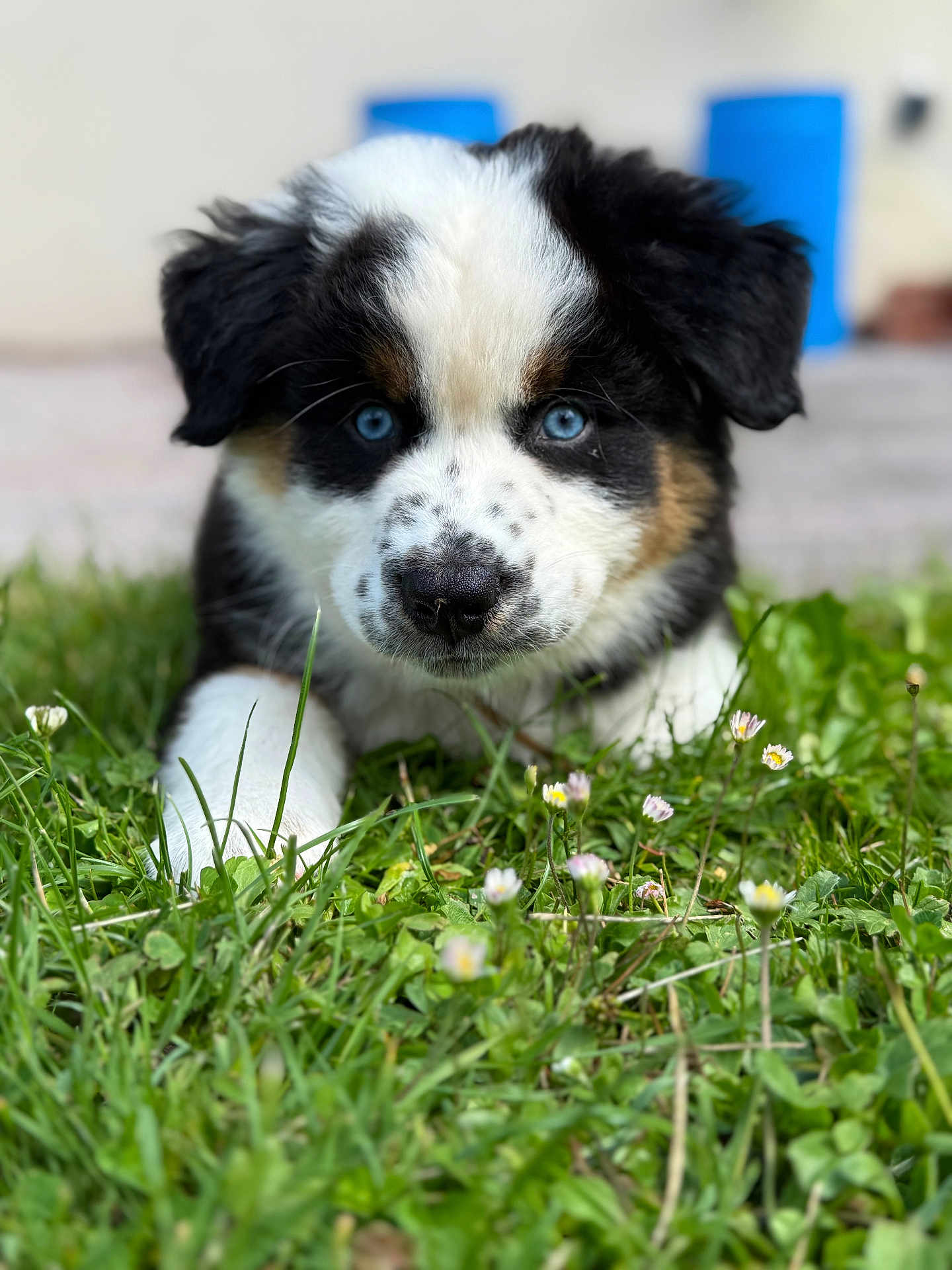 Aiko participe au concours pour gagner de l'argent avec cette photo : puppy, dog, grass, blue_eyes, flowers, outdoor, close_up, cute, pet, animal, nature, young_dog, black_and_white, brown_spots, fur, snout, ears, greenery, spring, adorable