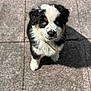 Aiko participe au concours pour gagner de l'argent avec cette photo : puppy, dog, blue_eyes, fur, outdoor, stone_pavement, shadow, cute, pet, animal, young, black_and_white, brown_spots, collar, looking_up, sunlight, close_up, adorable, fluffy, canine