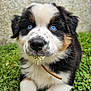 Aiko participe au concours pour gagner de l'argent avec cette photo : puppy, dog, blue_eyes, grass, flower, close_up, cute, fur, black_and_white, brown_spots, outdoor, pet, animal, young, nose, whiskers, collar, nature, portrait, playful