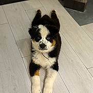 Aiko participe au concours pour gagner de l'argent avec cette photo : puppy, dog, tricolor, blue_eyes, lying_down, floor, indoor, pet, cute, fluffy, front_paws, looking_at_camera, young_dog, wooden_floor, black_fur, white_fur, brown_fur, animal, domestic_animal, adorable