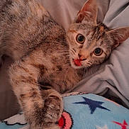 Sofia is registered to the contest to win money with this photo: animal, bed, blanket, cat, closeup, clouds, cozy, curious, cute, fur, indoor, kitten, lying_down, paws, pet, playful, soft, stars, tabby, young_cat