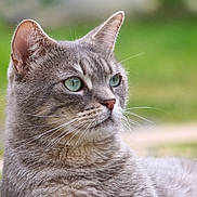 Nomade a rejoint le concours — aidez-le/la à gagner de superbes lots ! cat, grey_tabby, green_eyes, whiskers, close_up, outdoor, nature, fur, pet, animal, portrait, relaxed, focused, mammal, head, ears, snout, side_view, soft_light, background_blur