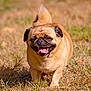 dog, pug, animal, pet, grass, outdoor, sunlight, tongue_out, happy, walking, brown_fur, small_dog, cute, mammal, nature, daytime, playful, closeup, canine, friendly