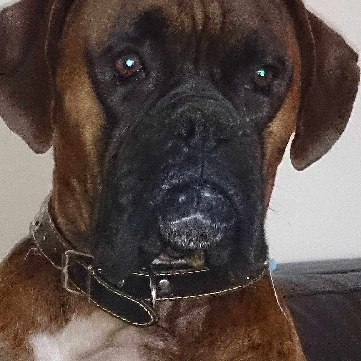 Dexter is registered to the contest to win money with this photo: