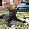 dog, black_dog, grass, yard, house, brick_wall, window, wooden_shutters, car, outdoor, pet, animal, canine, lawn, relaxed, daylight, garden, domestic, nature, quiet