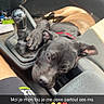 dog, black_dog, car_interior, gear_shift, paw, resting, relaxed, seat, dashboard, pet, canine, companion, vehicle, casual, cute, domestic_animal, mammal, leisure, close_up, indoor